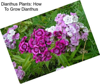 Dianthus Plants: How To Grow Dianthus