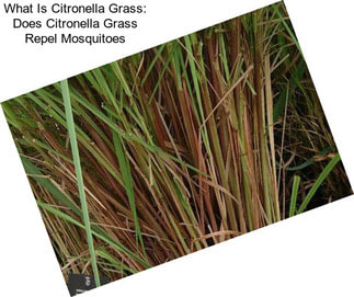 What Is Citronella Grass: Does Citronella Grass Repel Mosquitoes