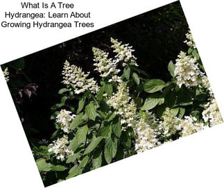 What Is A Tree Hydrangea: Learn About Growing Hydrangea Trees