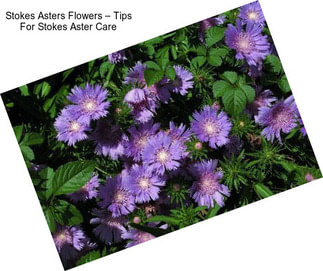 Stokes Asters Flowers – Tips For Stokes Aster Care