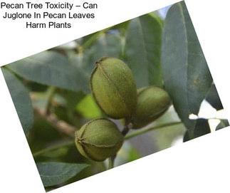 Pecan Tree Toxicity – Can Juglone In Pecan Leaves Harm Plants