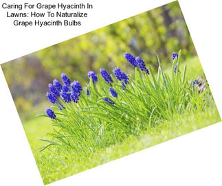 Caring For Grape Hyacinth In Lawns: How To Naturalize Grape Hyacinth Bulbs
