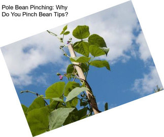 Pole Bean Pinching: Why Do You Pinch Bean Tips?