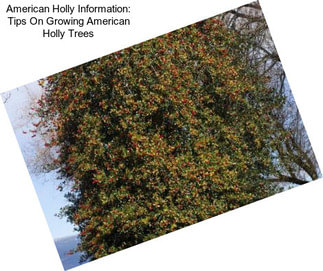 American Holly Information: Tips On Growing American Holly Trees