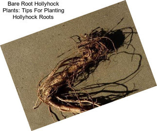 Bare Root Hollyhock Plants: Tips For Planting Hollyhock Roots