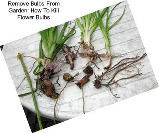 Remove Bulbs From Garden: How To Kill Flower Bulbs