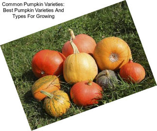 Common Pumpkin Varieties: Best Pumpkin Varieties And Types For Growing