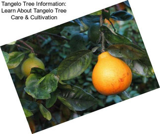 Tangelo Tree Information: Learn About Tangelo Tree Care & Cultivation