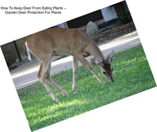 How To Keep Deer From Eating Plants – Garden Deer Protection For Plants