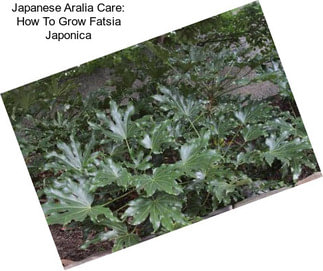 Japanese Aralia Care: How To Grow Fatsia Japonica