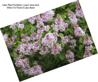 Lilac Plant Fertilizer: Learn How And When To Feed A Lilac Bush