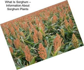 What Is Sorghum – Information About Sorghum Plants