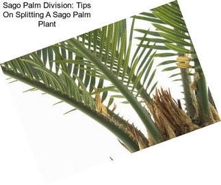 Sago Palm Division: Tips On Splitting A Sago Palm Plant