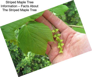 Striped Maple Tree Information – Facts About The Striped Maple Tree