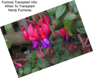 Fuchsia Transplant Info: When To Transplant Hardy Fuchsias