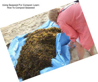 Using Seaweed For Compost: Learn How To Compost Seaweed