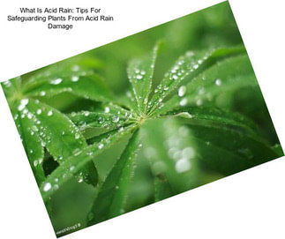 What Is Acid Rain: Tips For Safeguarding Plants From Acid Rain Damage