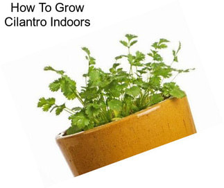 How To Grow Cilantro Indoors