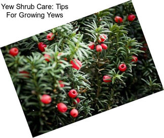 Yew Shrub Care: Tips For Growing Yews