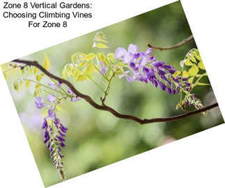 Zone 8 Vertical Gardens: Choosing Climbing Vines For Zone 8