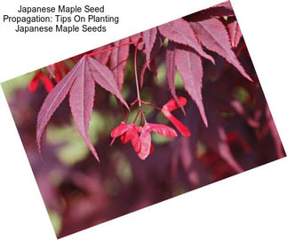 Japanese Maple Seed Propagation: Tips On Planting Japanese Maple Seeds