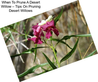 When To Prune A Desert Willow – Tips On Pruning Desert Willows