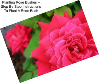 Planting Rose Bushes – Step By Step Instructions To Plant A Rose Bush