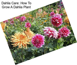 Dahlia Care: How To Grow A Dahlia Plant