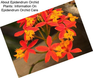 About Epidendrum Orchid Plants: Information On Epidendrum Orchid Care