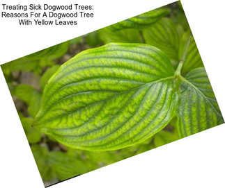 Treating Sick Dogwood Trees: Reasons For A Dogwood Tree With Yellow Leaves