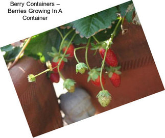 Berry Containers – Berries Growing In A Container