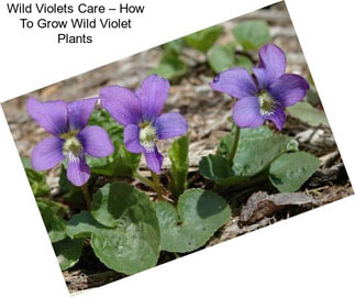 Wild Violets Care – How To Grow Wild Violet Plants