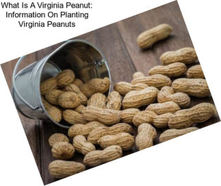 What Is A Virginia Peanut: Information On Planting Virginia Peanuts