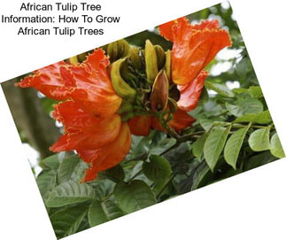 African Tulip Tree Information: How To Grow African Tulip Trees