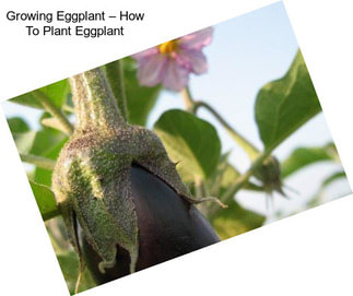 Growing Eggplant – How To Plant Eggplant