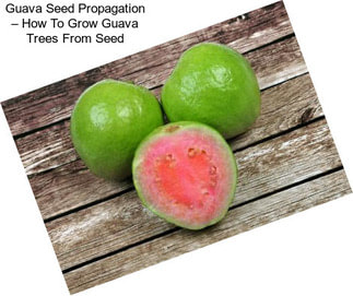 Guava Seed Propagation – How To Grow Guava Trees From Seed