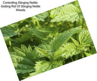 Controlling Stinging Nettle: Getting Rid Of Stinging Nettle Weeds