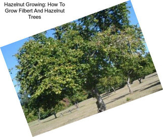 Hazelnut Growing: How To Grow Filbert And Hazelnut Trees