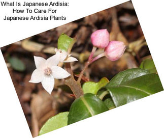 What Is Japanese Ardisia: How To Care For Japanese Ardisia Plants