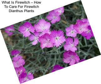 What Is Firewitch – How To Care For Firewitch Dianthus Plants