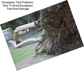 Eucalyptus Tree Problems: How To Avoid Eucalyptus Tree Root Damage