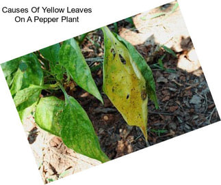 Causes Of Yellow Leaves On A Pepper Plant