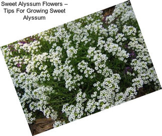 Sweet Alyssum Flowers – Tips For Growing Sweet Alyssum