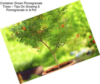 Container Grown Pomegranate Trees – Tips On Growing A Pomegranate In A Pot