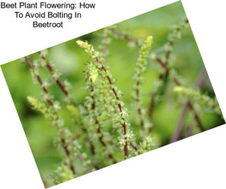 Beet Plant Flowering: How To Avoid Bolting In Beetroot