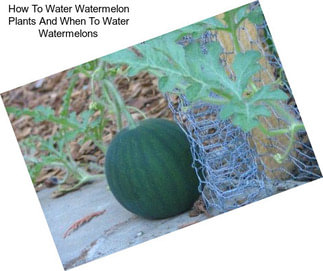 How To Water Watermelon Plants And When To Water Watermelons