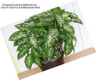 Growing Dumbcane Dieffenbachia – How To Care For A Dieffenbachia Plant