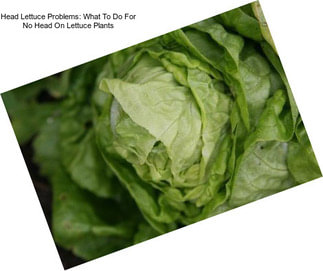 Head Lettuce Problems: What To Do For No Head On Lettuce Plants