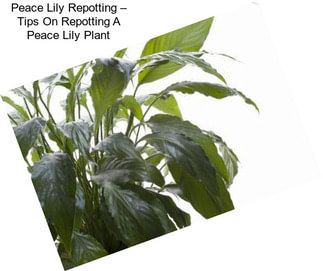 Peace Lily Repotting – Tips On Repotting A Peace Lily Plant