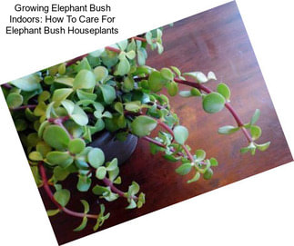 Growing Elephant Bush Indoors: How To Care For Elephant Bush Houseplants